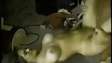 Brazzers: Imparare a leccare su PornHD con Jordi El mogli porche porno Nino Polla e Sofia Star